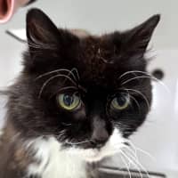 Photo of Tinkerbell Sta013218