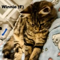 Photo of Winnie