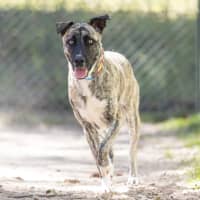 Photo of Bella