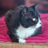Photo of Sox