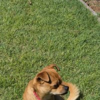 Photo of Boots 