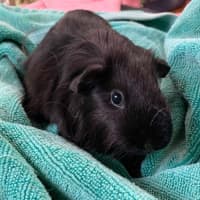 Photo of Harry And Hairy