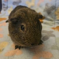 Photo of Morgan