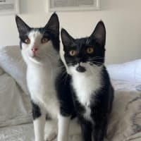 Photo of Yuzu And Ume