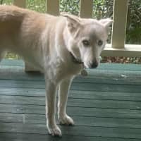 Photo of Lupa