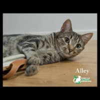 Photo of Alley