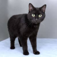 Photo of Kali