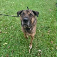 Photo of Toro *$250 Adoption Fee*