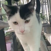 Photo of Diesel