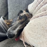 Photo of Teddy, The Greyhound