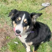 Photo of Flossie