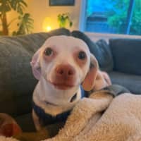 Photo of Jessie 