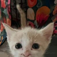 Photo of Marshmallow