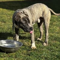 Photo of Carter (66708)
