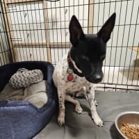 Photo of Shelby