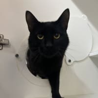 Photo of Sabre