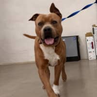Photo of Scooby