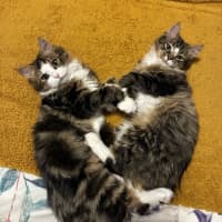 Photo of Sherlock & Sassy Pants   6 Month Old Dmh