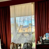 Photo of Arnold, The Greyhound