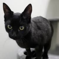 Photo of Toothless