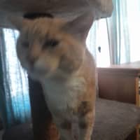 Photo of Lord Ludwig Smoochybutt