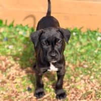 Photo of Mastiff