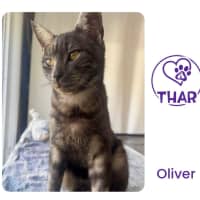 Photo of Oliver