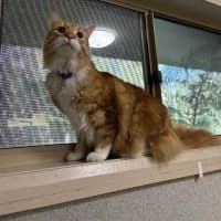 Photo of Rusty