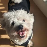 Photo of Max