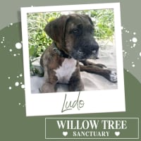 Photo of Ludo
