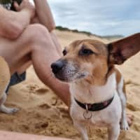 Photo of Willow & Chico