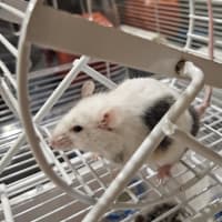 Photo of Mr. Mouse