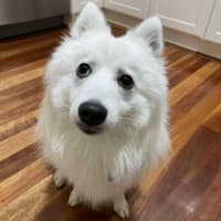 Photo of Casper 