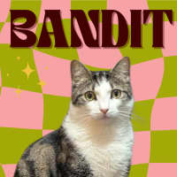 Photo of 🤠 Bandit 🤠