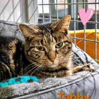 Photo of Tabby