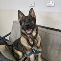 Photo of Lyra