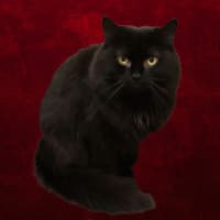 Photo of Elvira