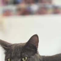 Photo of Maverick