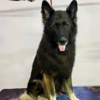 Photo of Wolfe