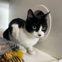 Photo of Cotton
