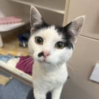 Photo of Sweet Pea