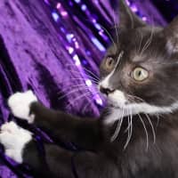 Photo of Rivet