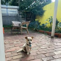 Photo of Panko