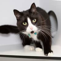 Photo of Pepper Jack