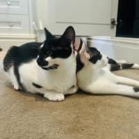 Photo of Bailey Junior