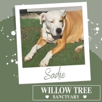 Photo of Sadie