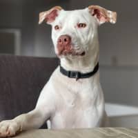 Photo of Ghost