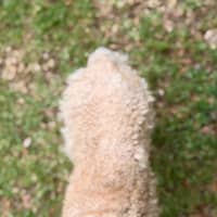 Photo of Little Ted