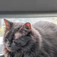 Photo of Sumi