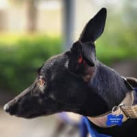 Photo of Chiquita